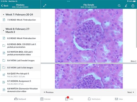 Bio Lab Exam Flashcards Quizlet