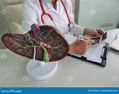 Ultrasound Diagnosis Of Stomach And Liver On Abdominal Cavity Of In