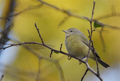 Orange Crowned Warbler Identification And Overview