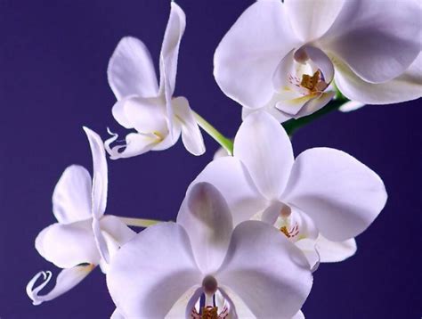 Mit Welchen Hausmitteln K Nnen Sie Ihre Orchideen D Ngen Sodass Sie