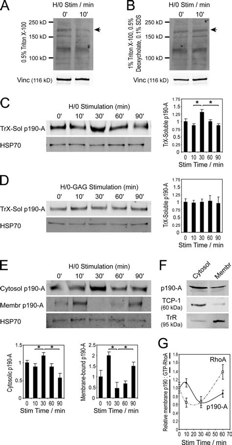 Engagement of syndecan-4 regulates membrane association of p190-A ... 