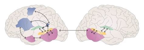 Dorsal Ventral Streams Adapted From Hickok And Poeppel 12 Sts