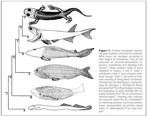 Furahan Biology And Allied Matters The Lateral Fin Theory And