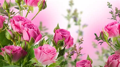 100 Roses Desktop Wallpapers