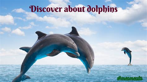 Discover About Dolphins Facts About Dolphins Youtube