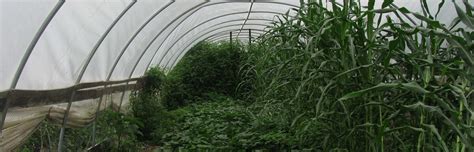 hoop houses insteading