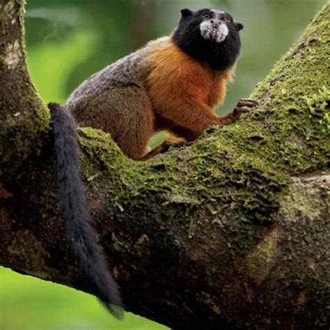 White Mantled Tamarin