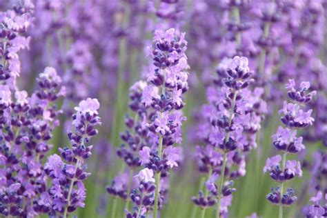 Hummelfreundliche Pflanzen 10 für den Garten Plantura