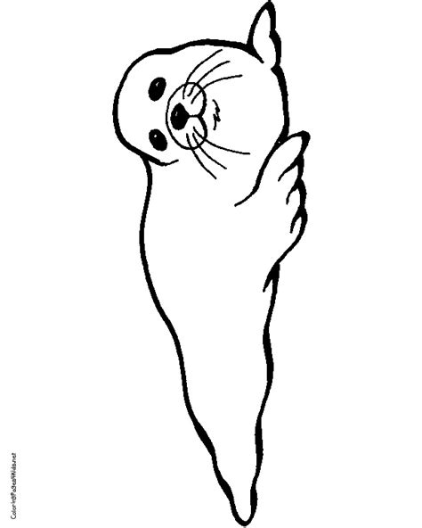 Harp Seal Coloring Page At Free Printable Colorings Pages To Print And Color