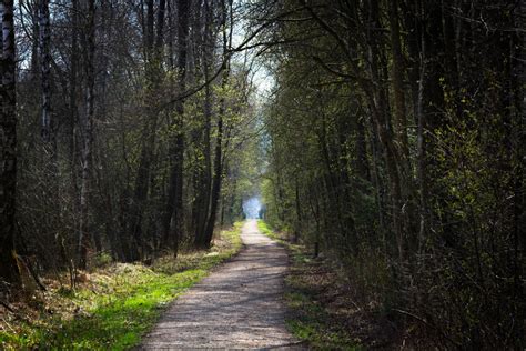 Fotos Gratis Rbol Naturaleza Bosque Desierto Ligero Planta