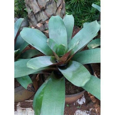 Jual Tanaman Hias Bromelia Giant Hijau Bromelia Jayen Hijau Shopee