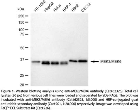 KD Validated Anti MAP2K3 MAP2K6 Rabbit Monoclonal Ab 62325 GenuIN