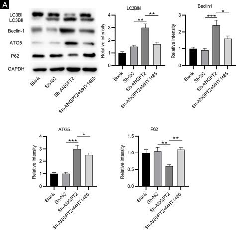 Scielo Brasil Inhibition Of Angpt Activates Autophagy During