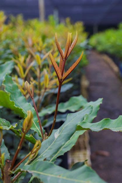 Macadamia Tree Cultivars - T&T Horticulture