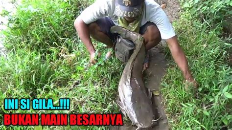 Akhirnya Ikan Lele Monster Raksasa Berhasil Di Naikan Mancing Di