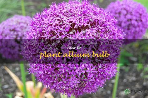 Growing The Perfect Allium Garden A Step By Step Guide To Planting