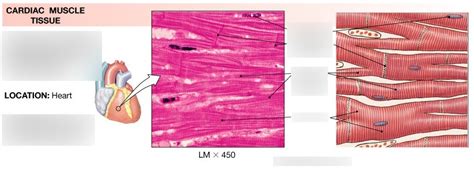 Cardiac Muscle Tissue Location And Function Quizlet Goimages Pewpew