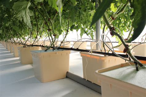 Dutch Bucket Hydroponics Hydroponic Grow Systems Cropking