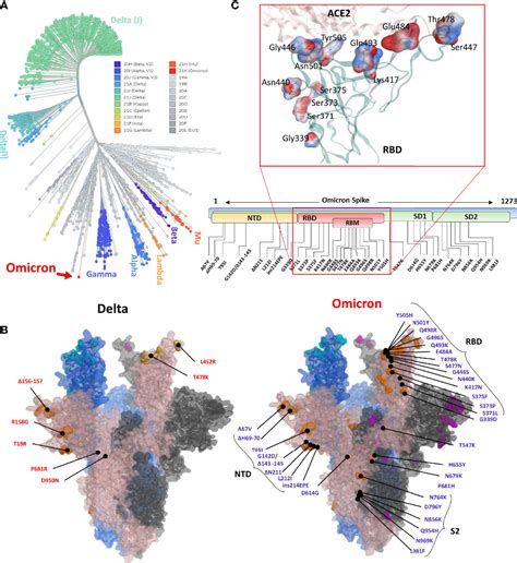 Frontiers Omicron A Heavily Mutated SARS CoV 2 Variant Exhibits