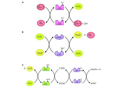 Reactions Catalyzed By Antioxidant Enzymes I A Superoxide