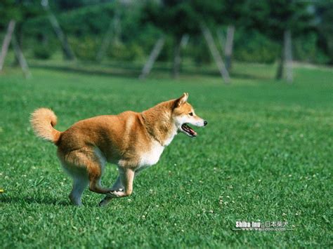 Shiba Inu Wallpapers - Wallpaper Cave