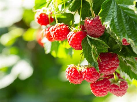 Trailing And Erect Raspberry Differences Trailing And Erect Raspberries