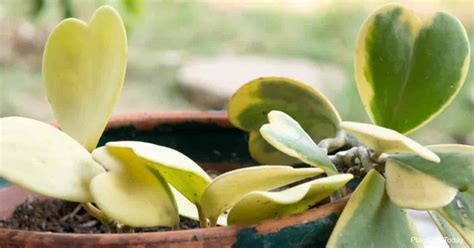 Growing Hoya Kerrii How To Care For Sweetheart Hoya