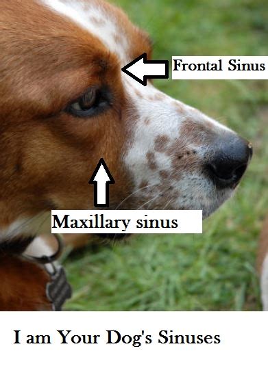 how to clear dog sinuses