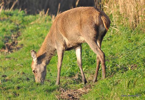 Gary Jones Wildlife Photography Red Deer And Bearded Tits