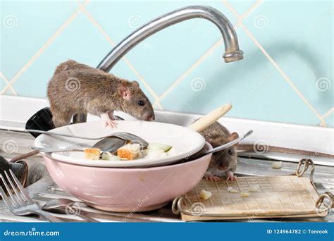 Two Young Rats Near The Water Faucet And Dishes With The Leftovers Of