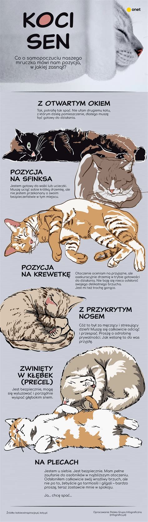 Co oznacza pozycja w jakiej śpi twój kot INFOGRAFIKA Kobieta