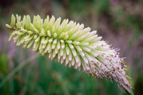 Kniphofia Uvaria Flowers in the Garden Stock Photo - Image of bokeh ...