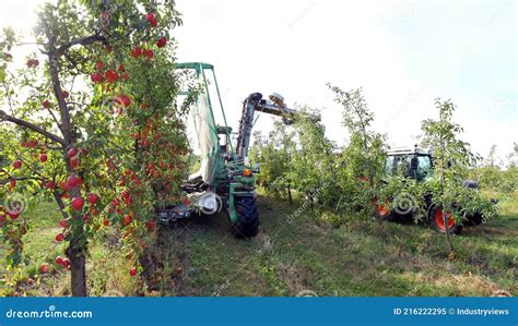 Cosecha Moderna De Manzanas Con Una Cosechadora En Una Plantación Con