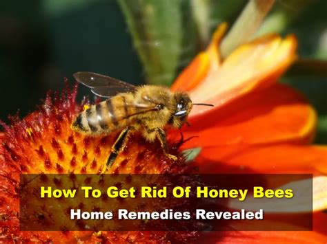 how to get rid of honey bees in home