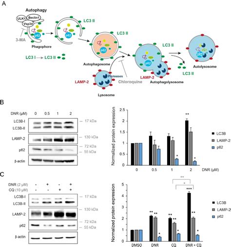 Figure From Mir A P Confers Chemoresistance In Acute Myeloid