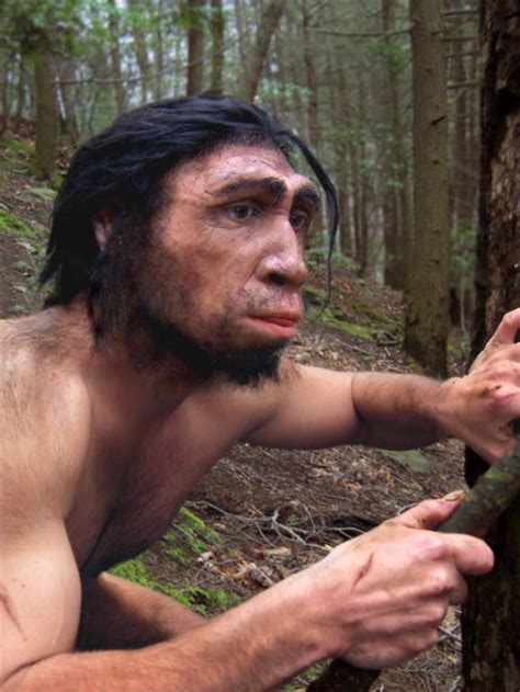 Neanderthal Vs Homo Erectus
