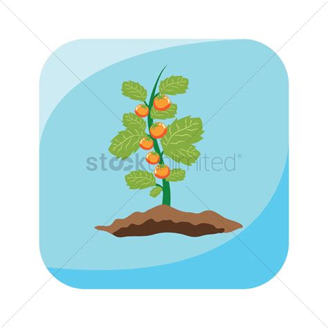 Tomato Plant Vector at Vectorified.com | Collection of Tomato Plant ...