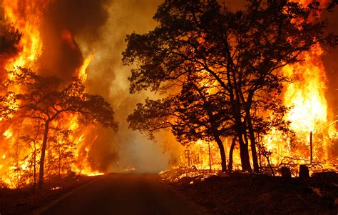 Contoh Gambar Kebakaran Hutan Pulp