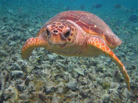 Loggerhead Sea Turtle By Shadowkakkoii On Deviantart