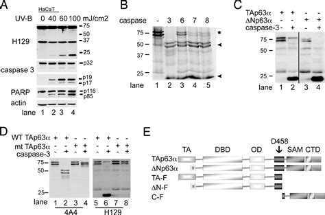 Cleavage Of The Transactivation Inhibitory Domain Of P63 By Caspases