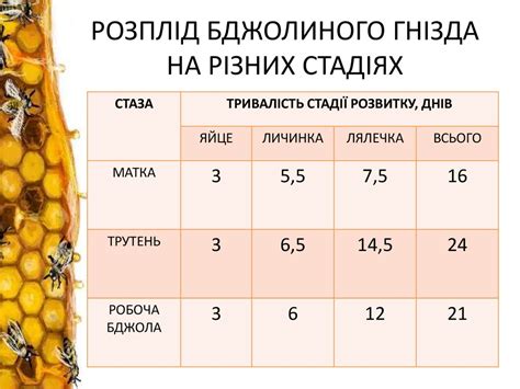 Бджолина сім’я. Бджолине гніздо. Стільники. Розплід бджолиної сім’ї ...