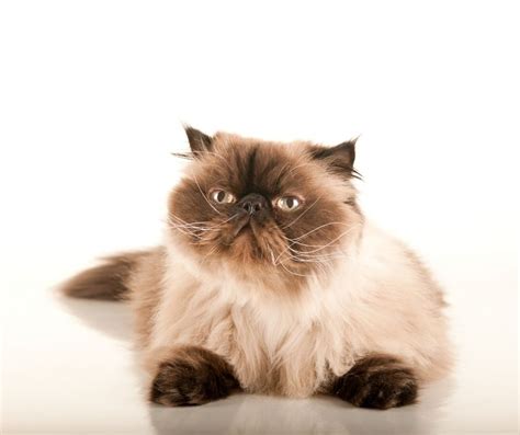 Himalayan Cat Breed Information Everything You Want To Know