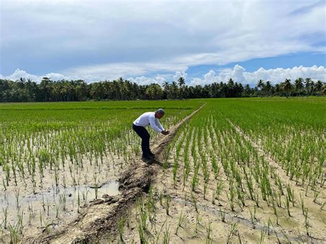 Pia Harvesting Bravery Farmers Confronting El Ni Os Challenge