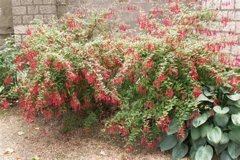Fuchsia Comment Lhiverner Promesse De Fleurs