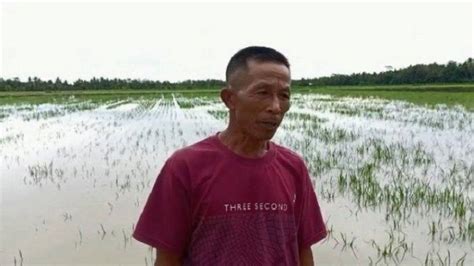 Petani Kuo Mamuju Tengah Terancam Gagal Panen Puluhan Hektar Terendam