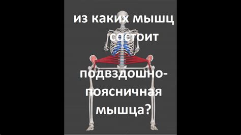 подвздошно поясничная мышца, крепление - YouTube