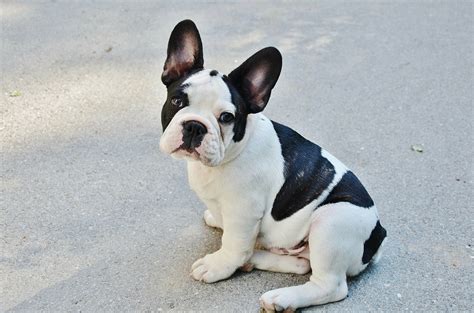 Best Food for a French Bulldog with a Sensitive Stomach - The Pet ...