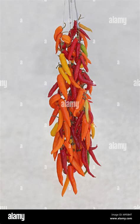 Spicy Hot Chili Peppers At String Stock Photo Alamy