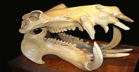 Hippo Skull Natureismetal