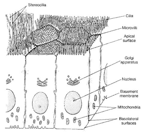 Lecture Epithelium Epithelial Polarity And Specialization